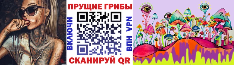 Галлюциногенные грибы Psilocybine cubensis  Избербаш 